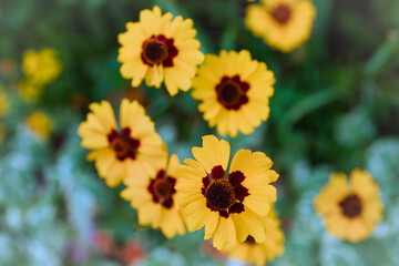 yellow flowers in the garden