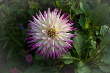 pink dahlia flower