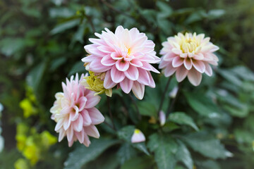 pink flower