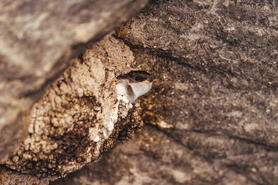 Barn swallow baby bird nesting in a nest on the rocks.