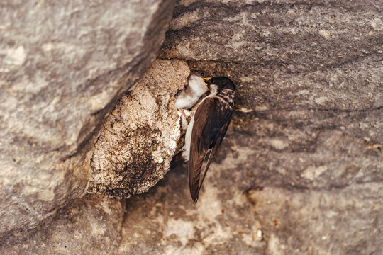 The Barn Swallow feeds the baby bird nesting in a nest on the rocks.