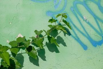 Against the background of a painted wall, a branch of a bush with green leaves