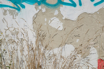 Against the background of an old wall with fallen plaster, grass and flowers. sunlight