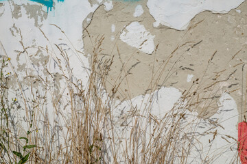 Against the background of an old wall with fallen plaster, grass and flowers. sunlight