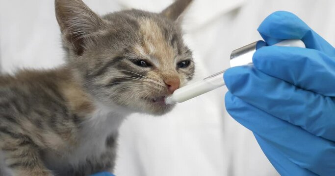 little gray kitten drinks milk from a pipette, veterinarian taking care of a small cat High quality 4k footage