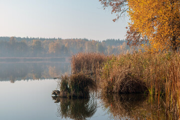 The autumn forest with colorful leaves and reeds are reflected in the lake water. Selective focus.