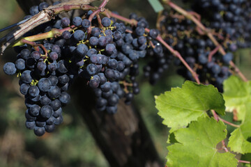 Brunches of ripe dark grapes for harvest to make wine.