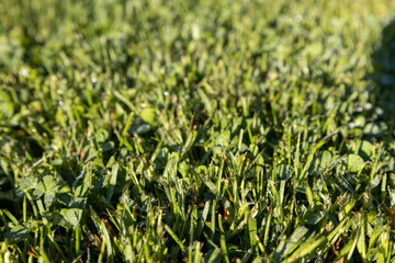 Green grass on a meadow early morning background