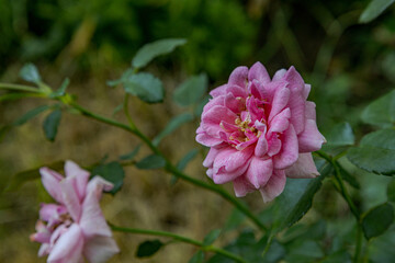 Fototapeta na wymiar Close-up of beautiful pink color rose in the garden 