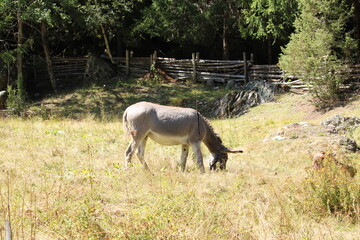 Asino che pascola in alpeggio