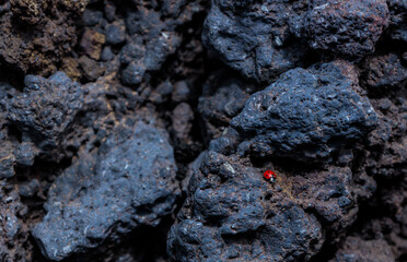 Close-up of A small ladybug on the volcanic stone. Mount Etna, Sicily