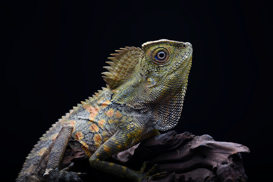 Forest dragon lizard on black background