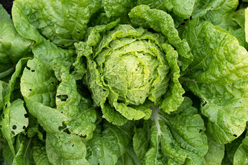 green Chinese cabbage in the garden, Beijing salad, farm vegetables in the garden, organic food