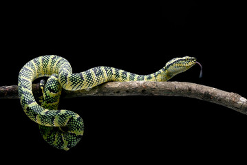 Wagler pit viper on black background