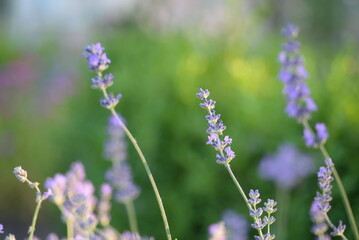 field, meadow, lavender garden, purple small flowers, lavandin, close-up background, green leaves, sunny evening, green stems, out of focus, abstract drawing