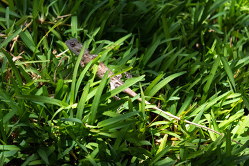 Close-up of a brown lizard on a background of bright green grass