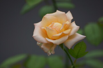 single yellow rose