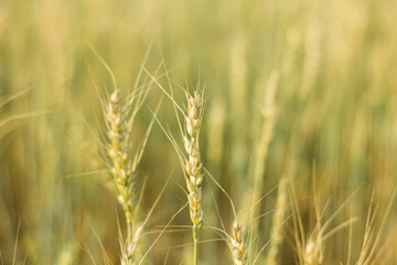 Rice field with golden ear of rice ready for harvest, close up of yellow green rice field.