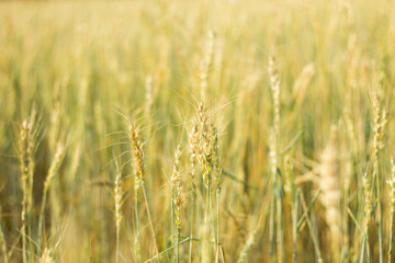 Rice field with golden ear of rice ready for harvest, close up of yellow green rice field.