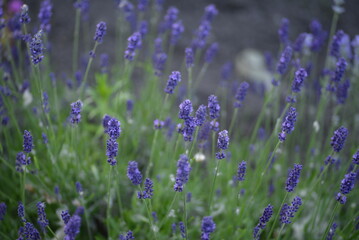 field, meadow, lavender garden, purple small flowers, lavandin, close-up background, green leaves, sunny evening, green stems, out of focus, abstract drawing