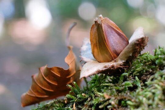 Fruits of the beech tree (Fagus), known as beechnuts or mast, is found in small burrs  that drop from the tree in autumn. 