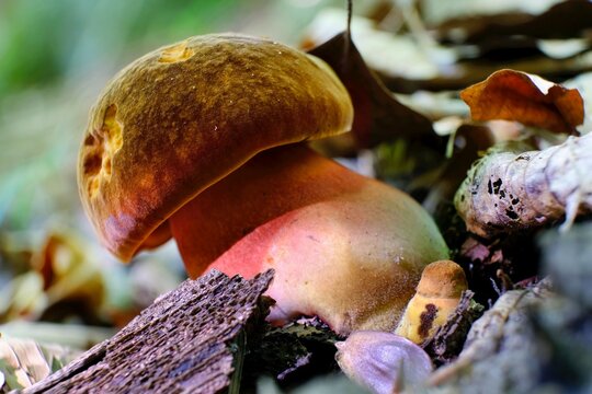 Young Boletus luridiformis (Neoboletus luridiformis, Boletus erythropus), commonly known as the scarletina bolete - edible tasty mushroom
