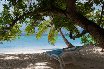 Two sun loungers on the coastline of the beach of a resort island in the Maldives under the leaves of green palm trees against the backdrop of clear azure ocean water