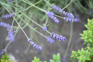 field, meadow, lavender garden, purple small flowers, lavandin, close-up background, green leaves, sunny evening, green stems, out of focus, abstract drawing