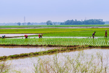 farmer in rice field