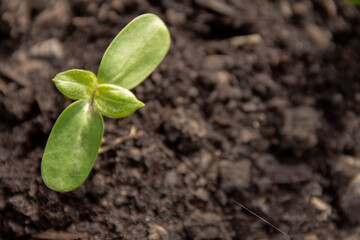 a young sprout of a garden plant in early spring