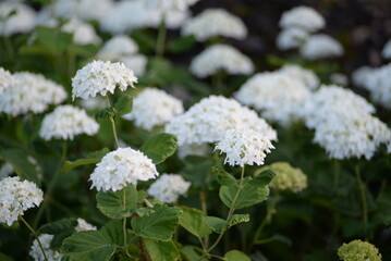 white hydrangea flowers, a bunch of hydrangea flowers close-up on a green background, floral texture, gradient, beautiful wedding, garden, plant, vegetable garden, Ukrainian shrub