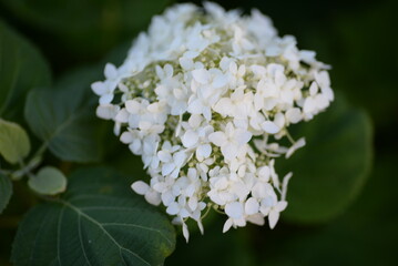 white hydrangea flowers, a bunch of hydrangea flowers close-up on a green background, floral texture, gradient, beautiful wedding, garden, plant, vegetable garden, Ukrainian shrub