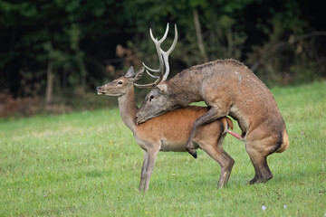 Two red deer, cervus elaphus, pairing on grassland in autumn rutting season. Stag and hind coupling...