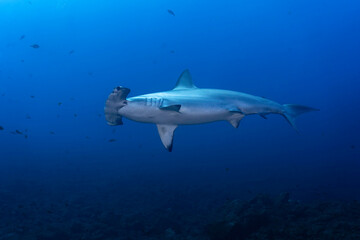 Obraz na płótnie Canvas One hammerhead shark (Sphryna lewinii) swimming in the blue