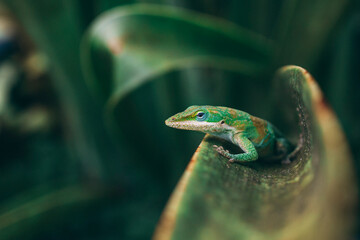 lizard in nature plant green