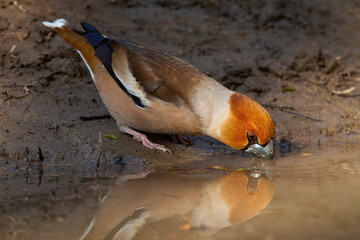 Hawfinch, coccothraustes coccothraustes, drinking water from spash with reflection on surface. Colorful bird standing on mud. Feathered animal bending to the wetland.