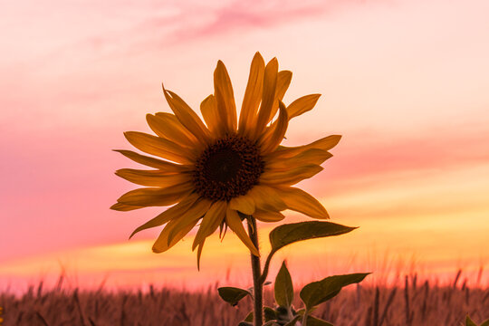 Sonnenblume im sanften Abendlicht