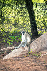black tailed macaque