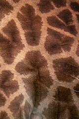 giraffe skin texture