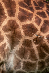 giraffe skin texture