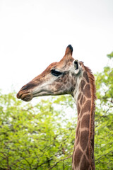 giraffe 