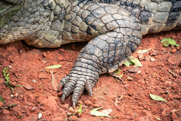 alligator