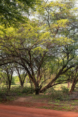 Obraz premium safari, senegal