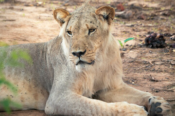 lion and lioness