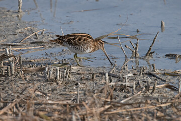 Common sandpiper in natural parc el fondo Spain.