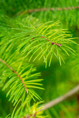 close up of pine needles