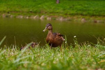duck on the grass