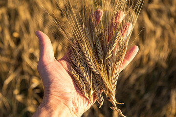 Rye, wheat ears in farmer hand on agriculture field close up in sunlight