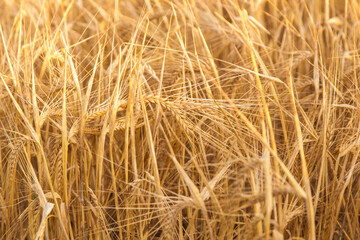 Many rye ears in agriculture field close up, background texture