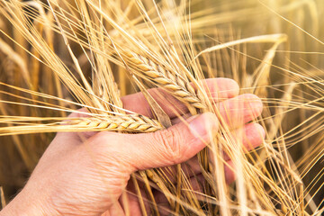 Rye, wheat ears in farmer hand on agriculture field close up in sunlight